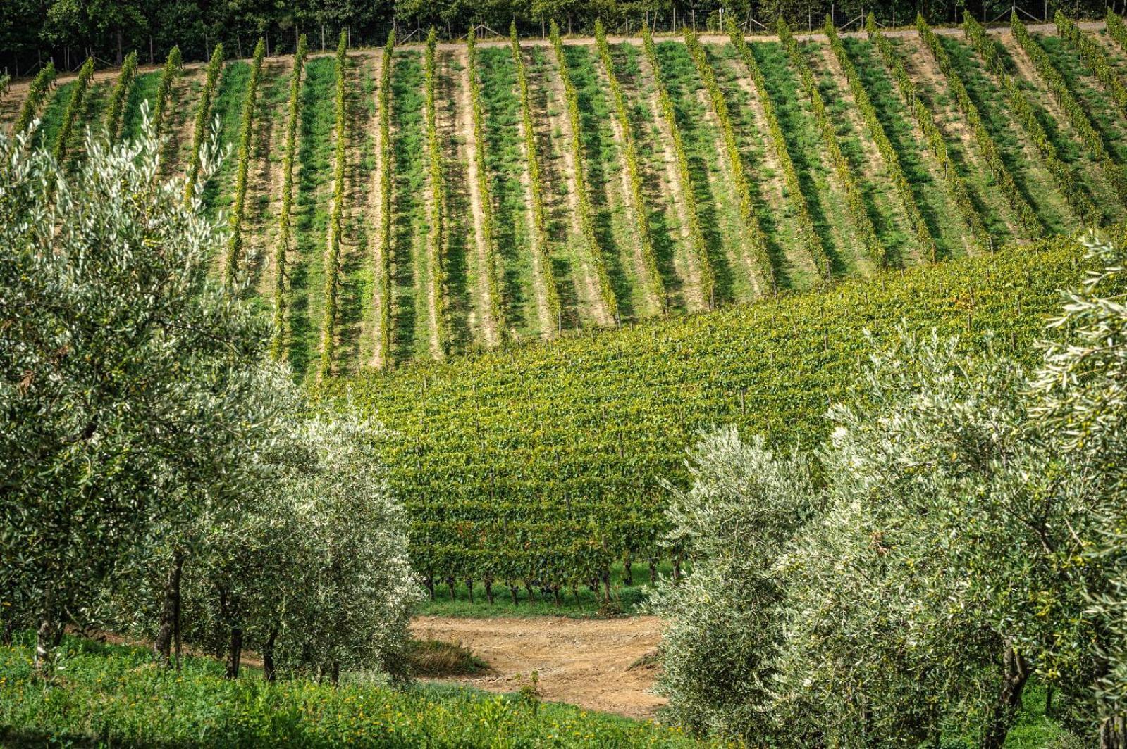 Le Ragnaie Bauernhof Montalcino