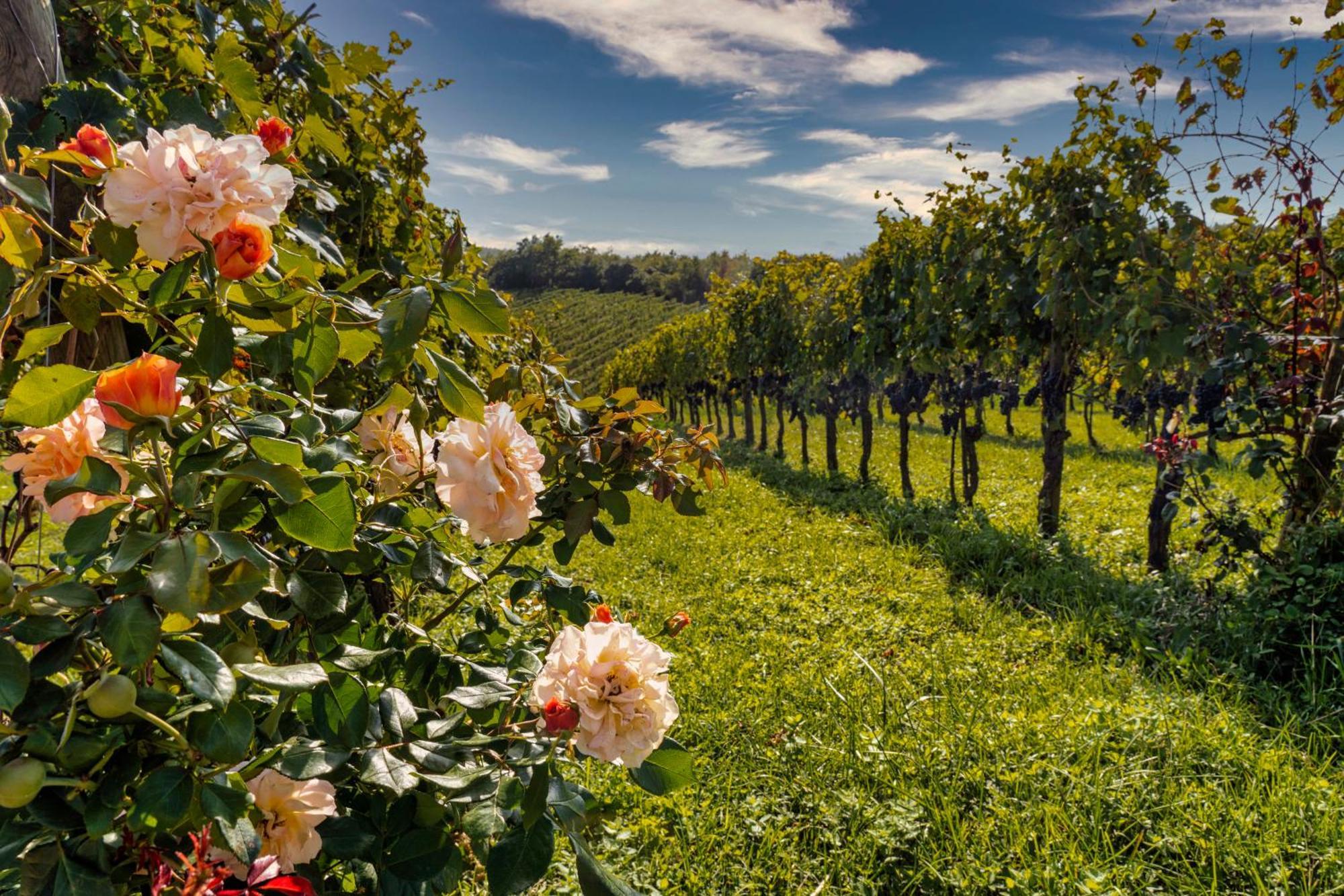 Le Ragnaie Vakantieboerderij Montalcino